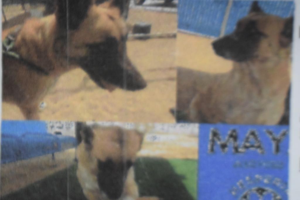 Maya (A107652), Adoptable, Adult Female German Shepherd Dog & Mixed Breed.