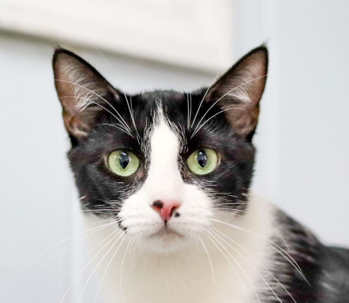 Big T, a Adoptable Domestic Short Hair in Sanford, NC image 1/3