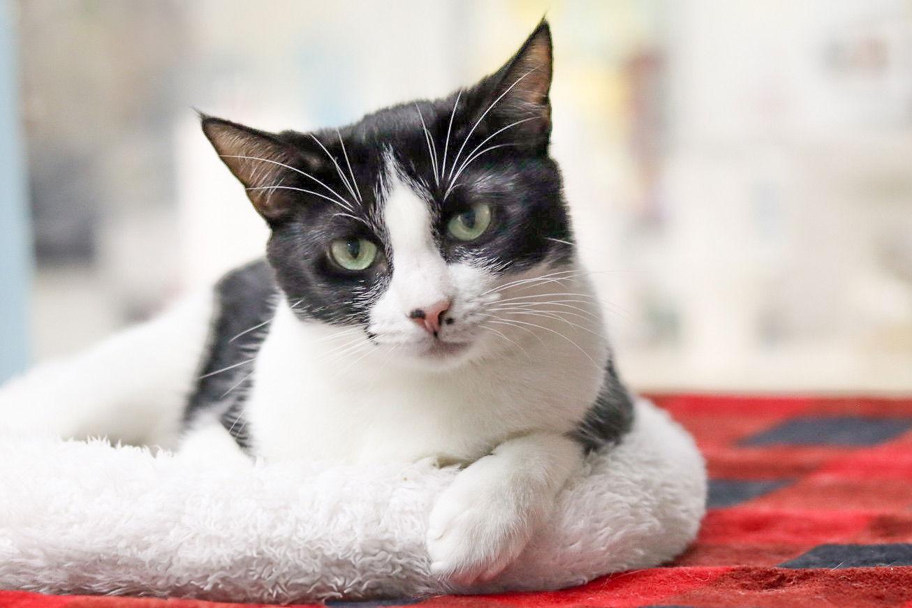 Big T, a Adoptable Domestic Short Hair in Sanford, NC image 2/3