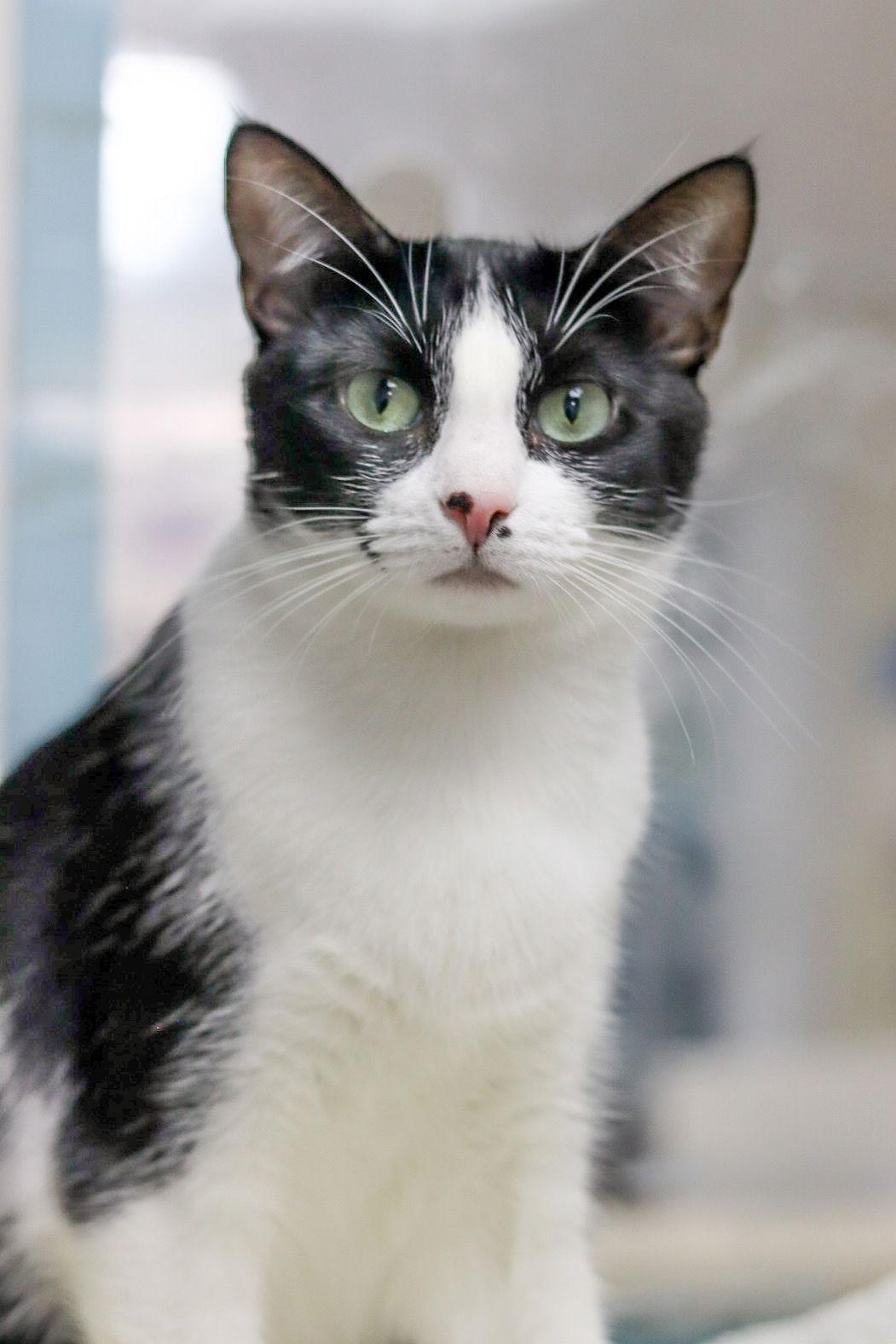 Big T, a Adoptable Domestic Short Hair in Sanford, NC image 3/3
