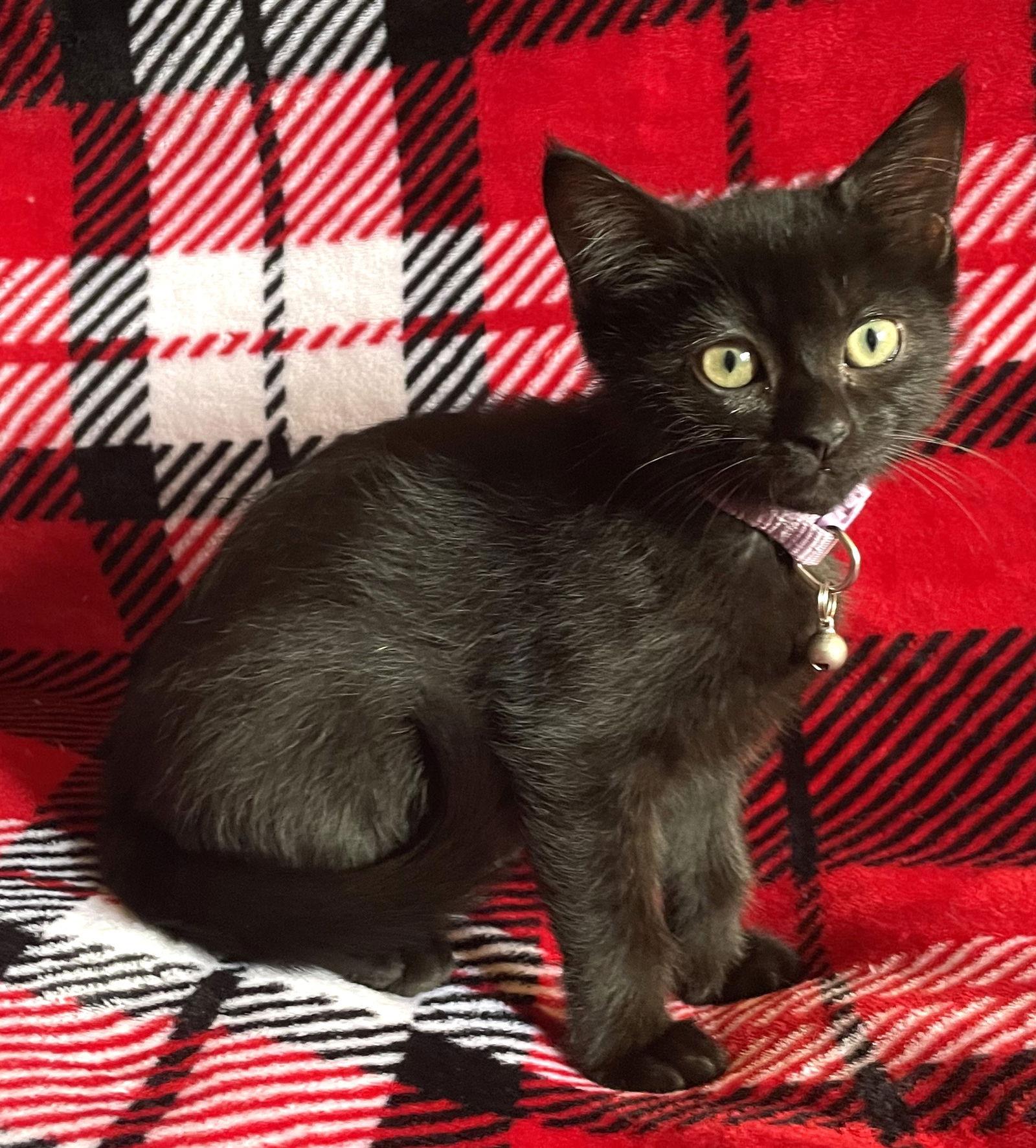 Gloria, Adopted, Kitten Female Domestic Short Hair.