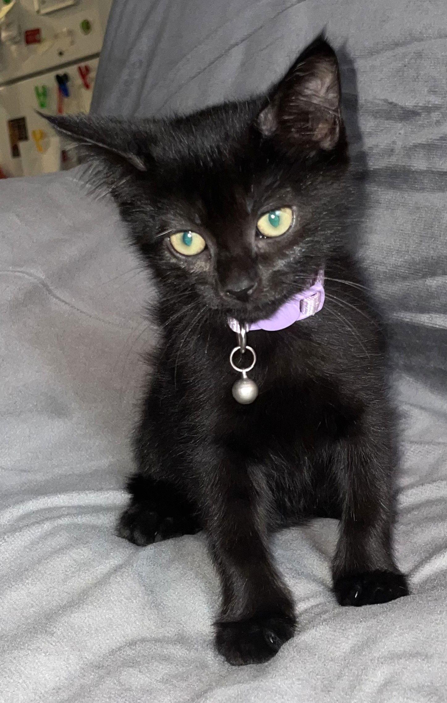 Enlarge Gloria, a Adopted Domestic Short Hair in Shawnee, KS image 2/3