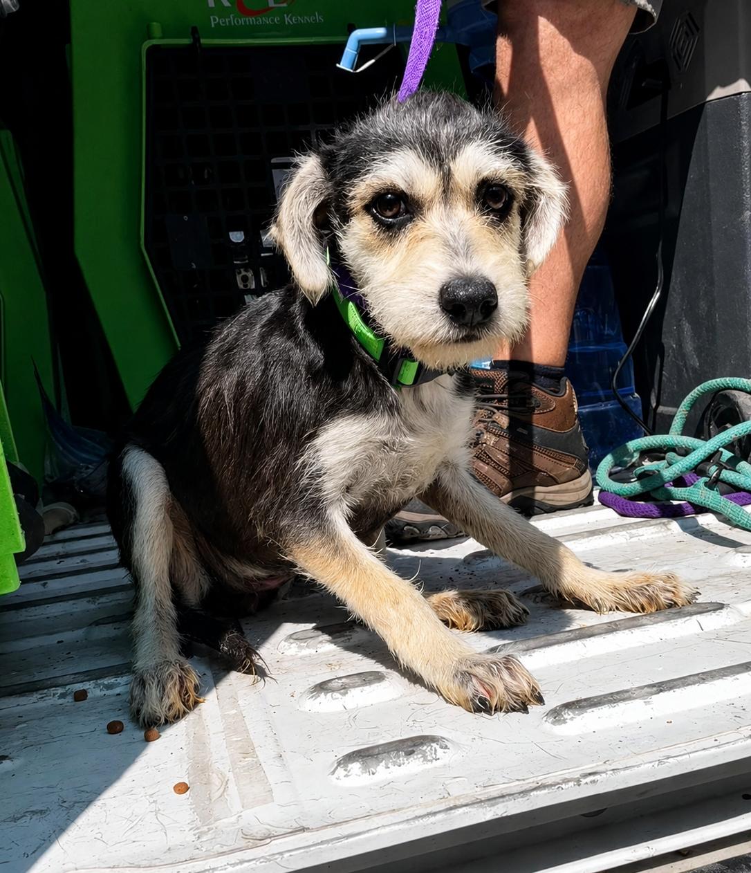 Enlarge Aston, an adopted mixed breed in Uxbridge, MA image 3/4