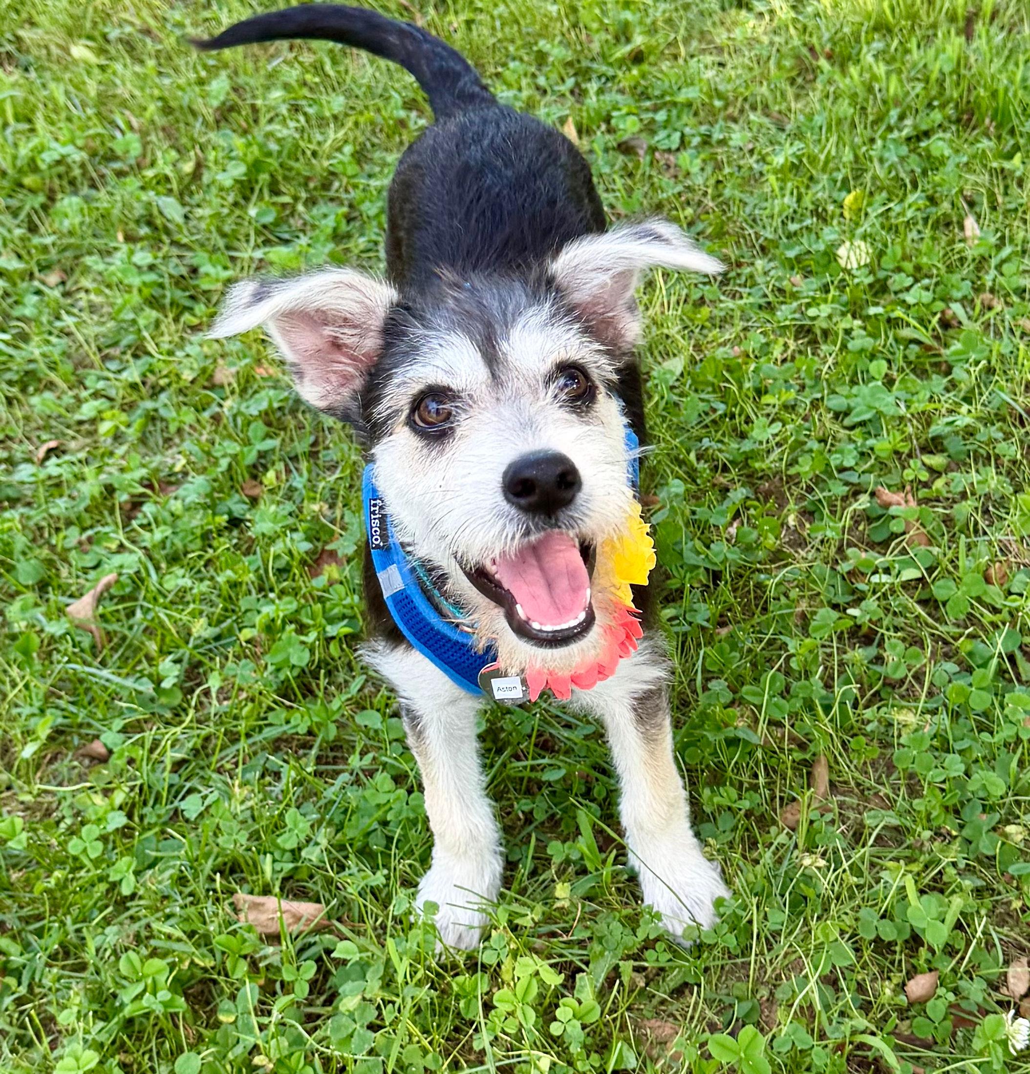 Aston, adopted, Puppy Female Australian Cattle Dog / Blue Heeler.