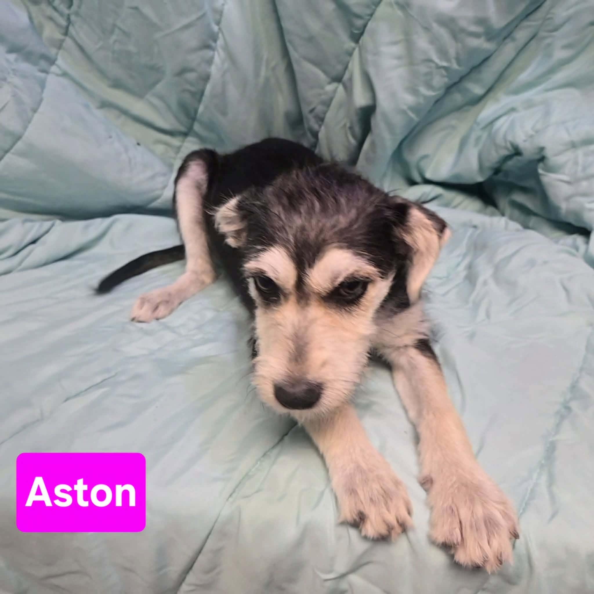 Enlarge Aston, an adopted mixed breed in Uxbridge, MA image 4/4