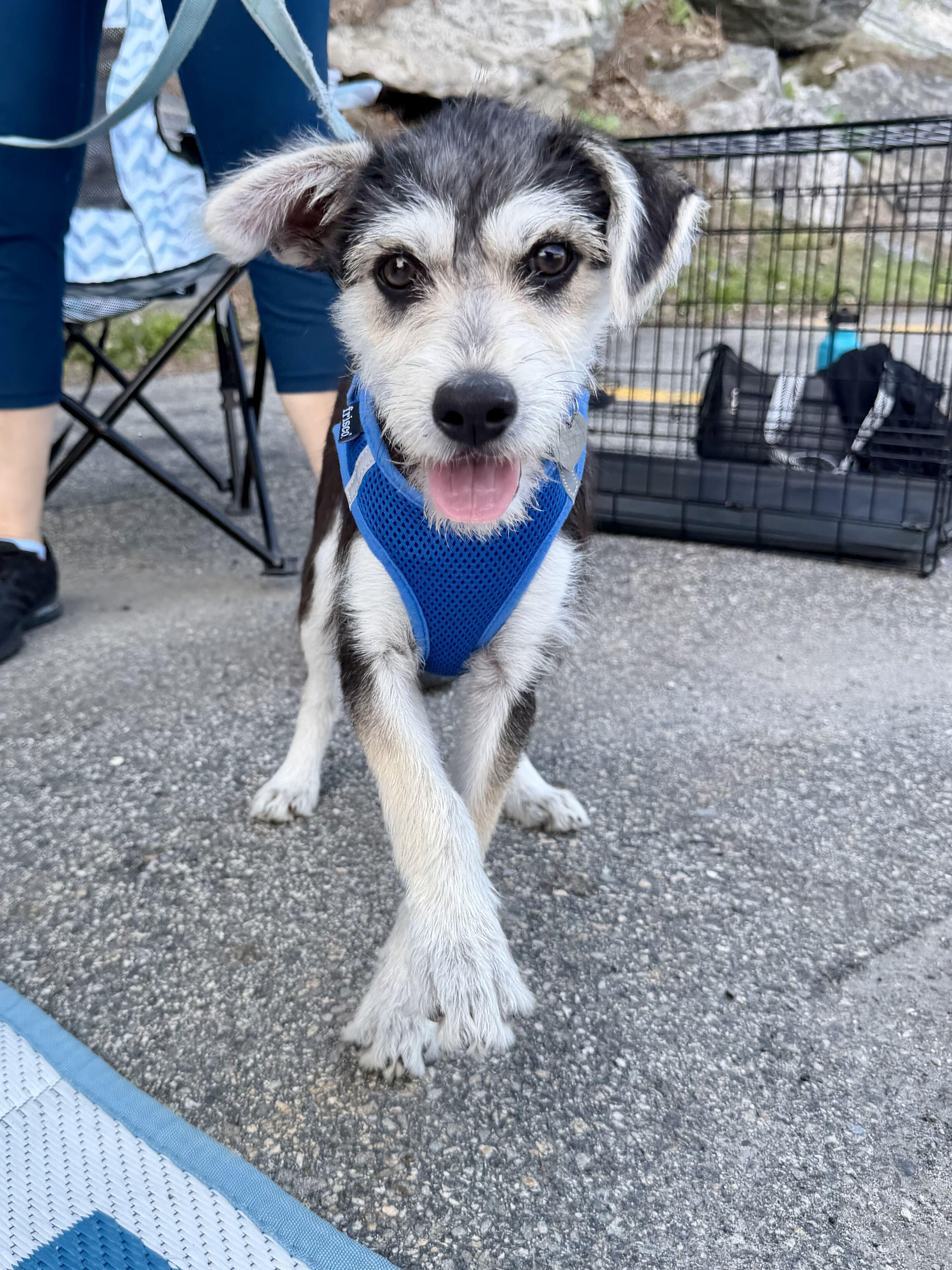 Enlarge Aston, an adopted mixed breed in Uxbridge, MA image 2/4