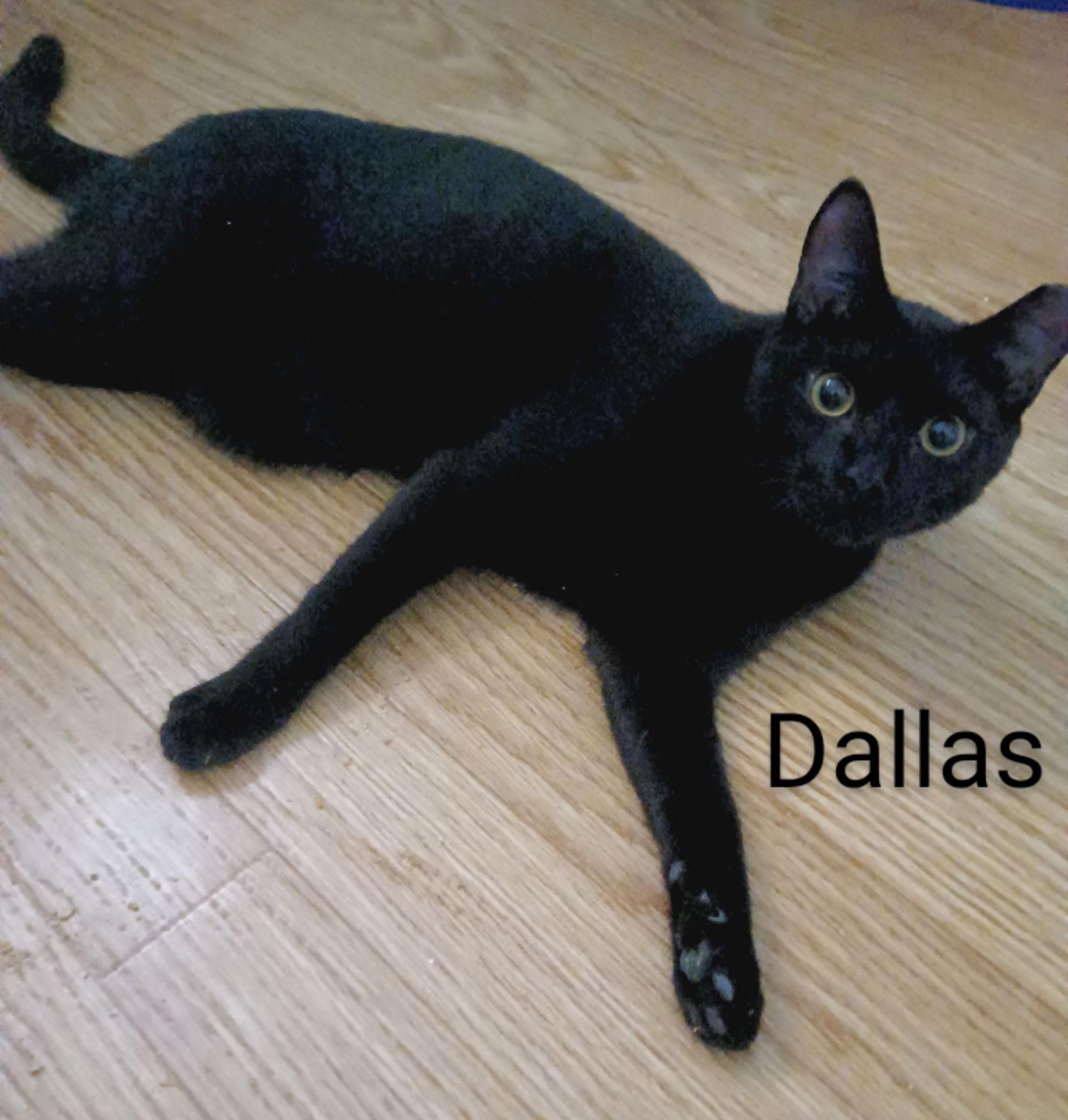 Dallas, Adoptable, Young Male Domestic Short Hair.