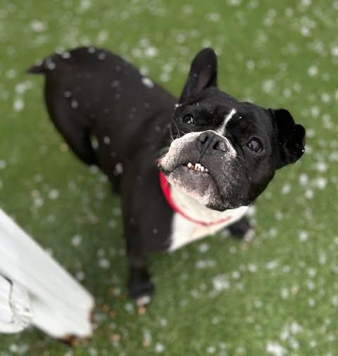 Luna — thumbnail 2