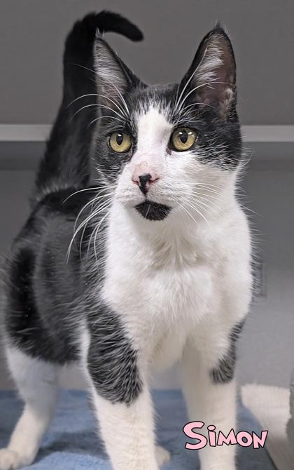 Simon, Adoptable, Adult Male Domestic Short Hair & Domestic Short Hair.