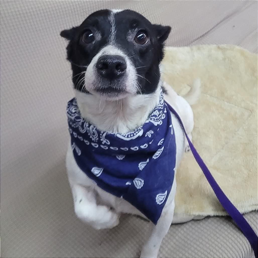 Fezzik in NH. Come Meet our Adoptable Dogs Wednesday-Saturday. More info in Bio, adoptable, Adult Male Chihuahua.