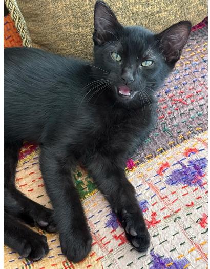 Enlarge Duke Ellington(Brn), a Adoptable mixed breed in Commerce City, CO image 2/5