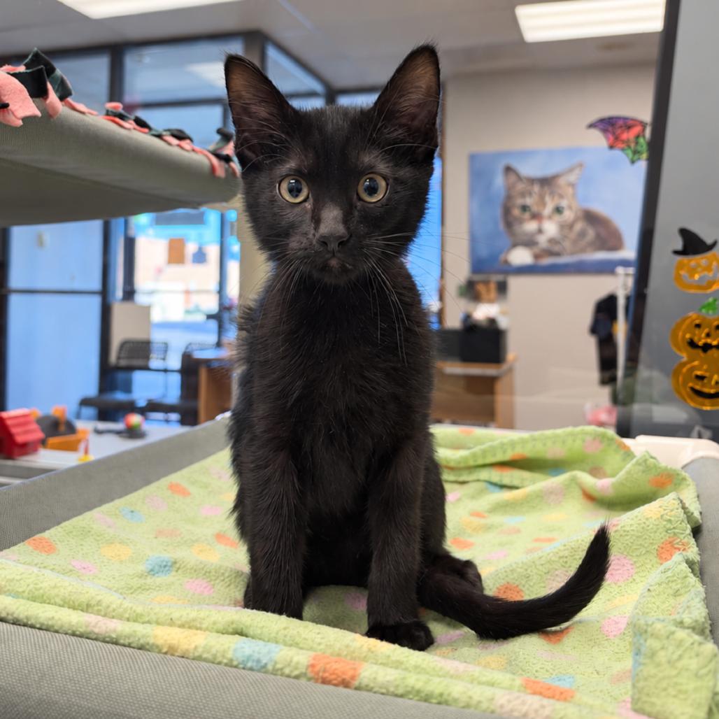 Enlarge Duke Ellington(Brn), a Adoptable mixed breed in Commerce City, CO image 3/5