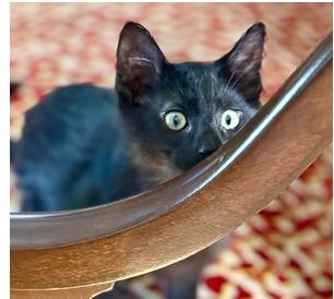 Duke Ellington(Brn), Adoptable, Young Male Domestic Short Hair & Domestic Short Hair.