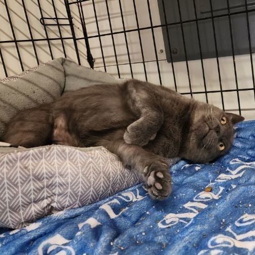 BANSHEE, a Adopted Russian Blue in Jackson, MO image 1/3