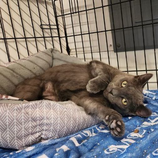 BANSHEE, a Adopted Russian Blue in Jackson, MO image 2/3