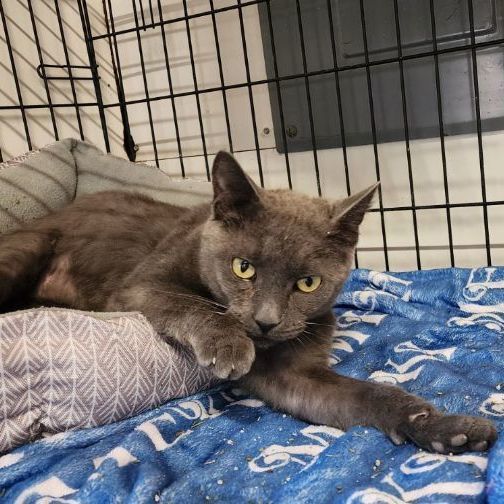 BANSHEE, a Adopted Russian Blue in Jackson, MO image 3/3