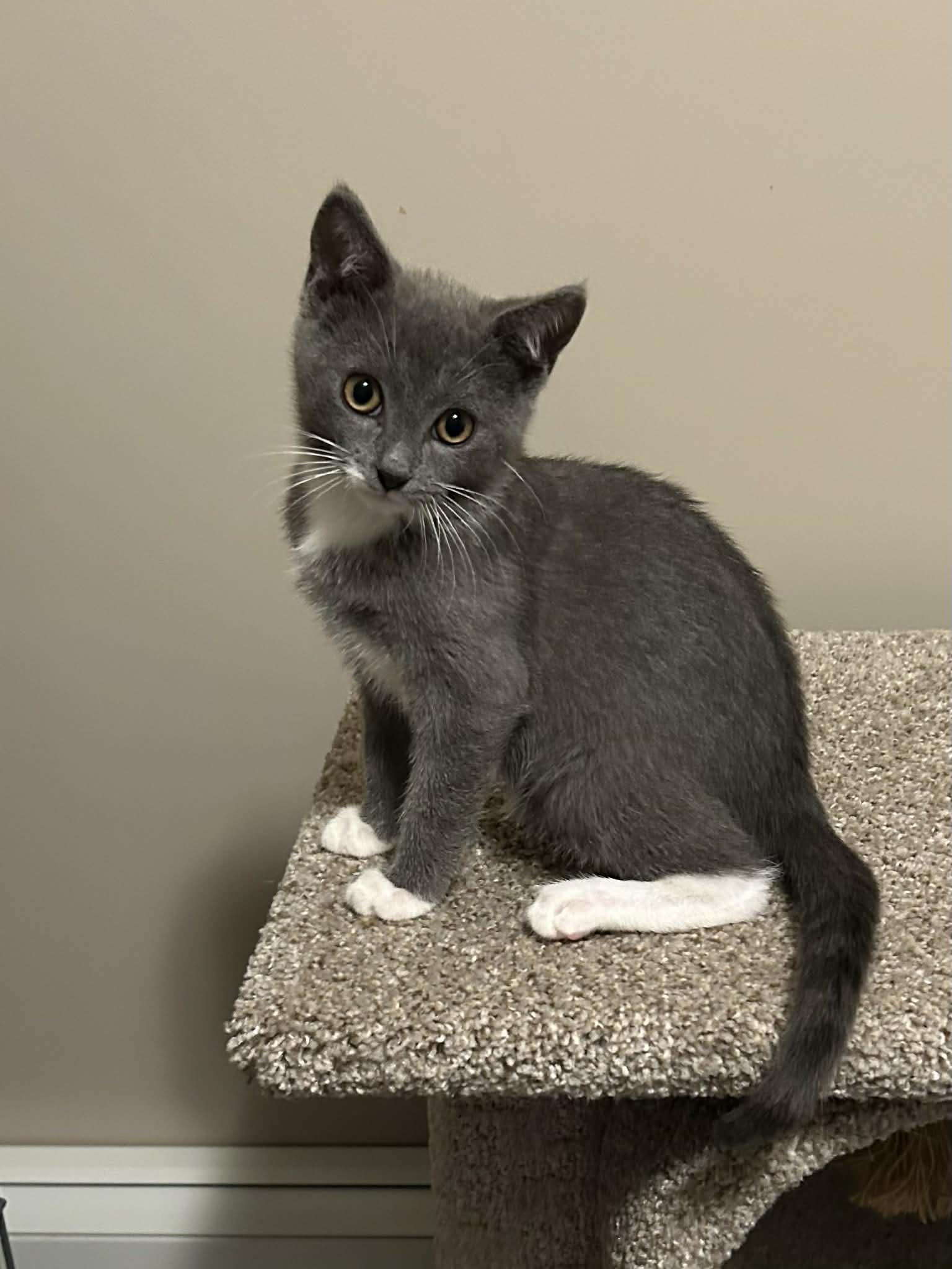 Enlarge Frosty, a ADOPTABLE Domestic Short Hair in Wading River, NY image 1/3