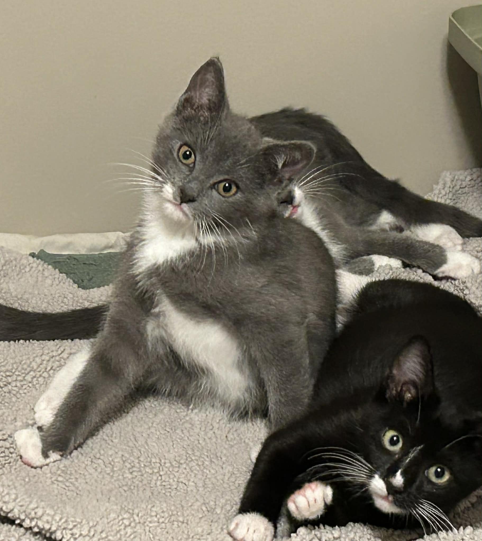 Frosty, ADOPTABLE, Kitten Male Domestic Short Hair.