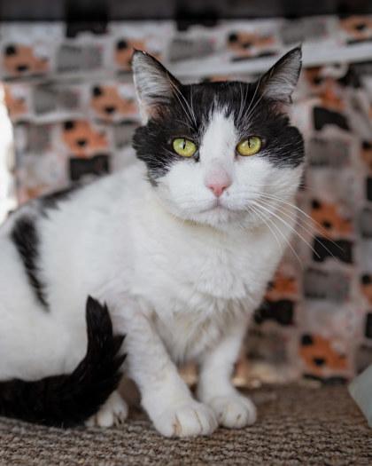 Enlarge Winston (aka Trucker), an adopted mixed breed in El Dorado Hills, CA image 1/3