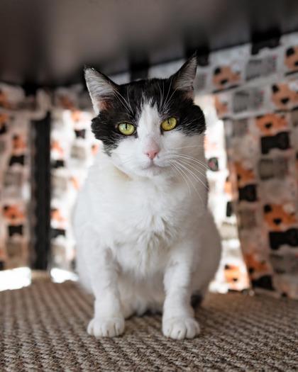 Enlarge Winston (aka Trucker), an adopted mixed breed in El Dorado Hills, CA image 2/3