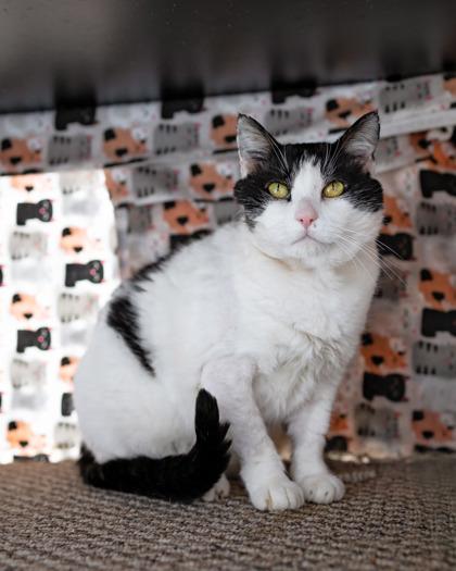 Enlarge Winston (aka Trucker), an adopted mixed breed in El Dorado Hills, CA image 3/3