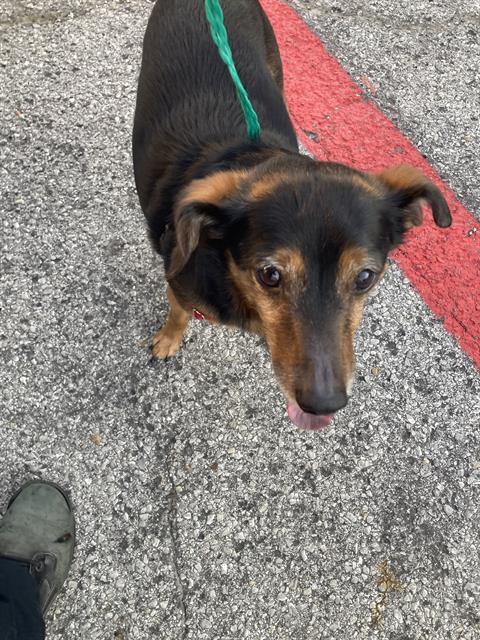 Enlarge RENO, a Adoptable Mixed Breed in Dallas, TX image 1/1