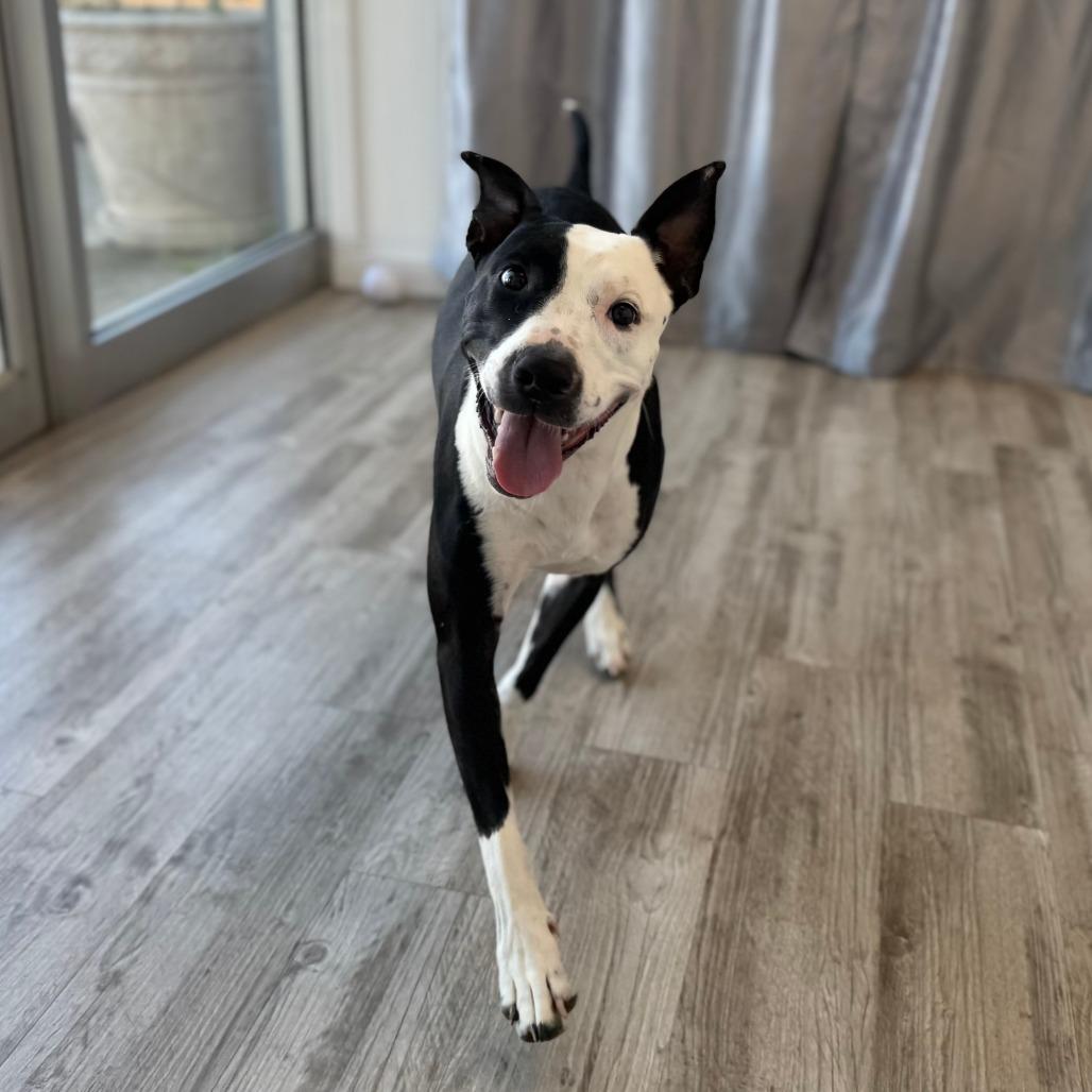 Kitty, Adoptable, Adult Female Border Collie & Mixed Breed.