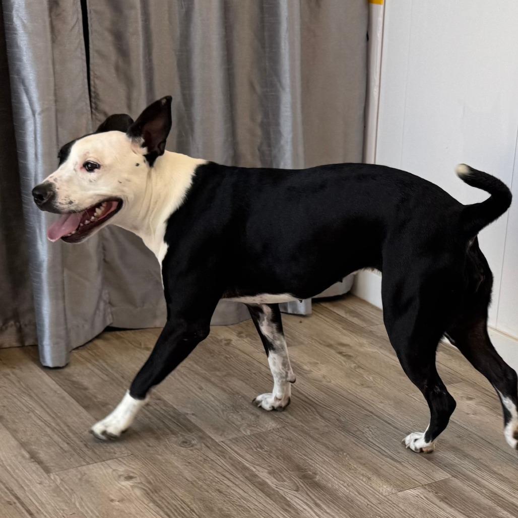 Enlarge Kitty, a Adoptable mixed breed in Green Bay, WI image 2/6