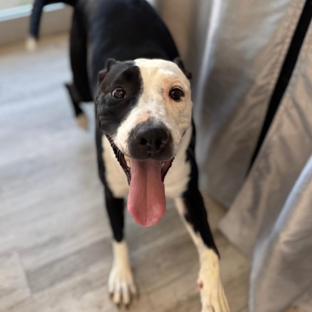 Enlarge Kitty, a Adoptable mixed breed in Green Bay, WI image 3/6