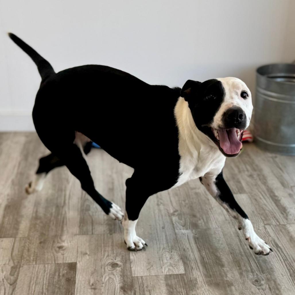 Enlarge Kitty, a Adoptable mixed breed in Green Bay, WI image 4/6