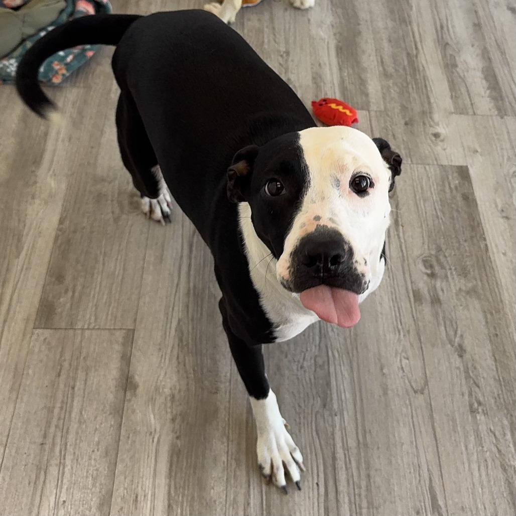 Enlarge Kitty, a Adoptable mixed breed in Green Bay, WI image 6/6