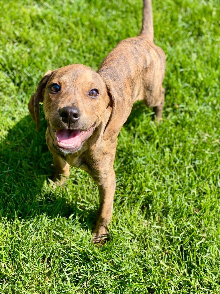 Enlarge Matteo, a Adoptable mixed breed in Urbandale, IA image 1/4