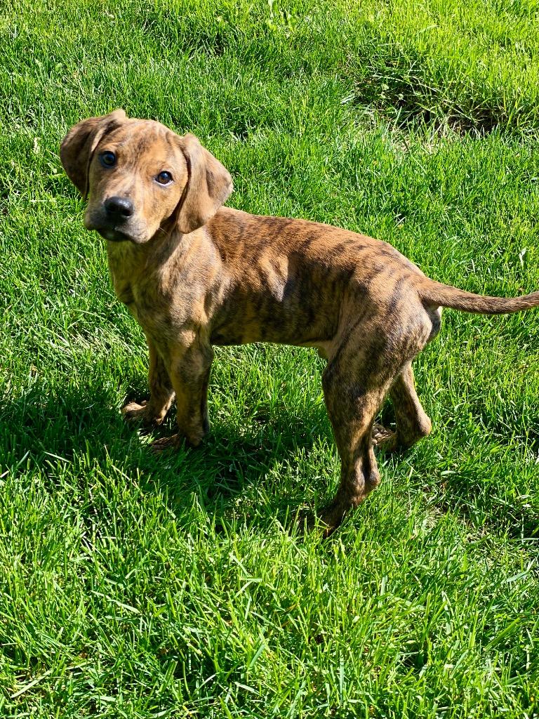 Enlarge Matteo, a Adoptable mixed breed in Urbandale, IA image 3/4