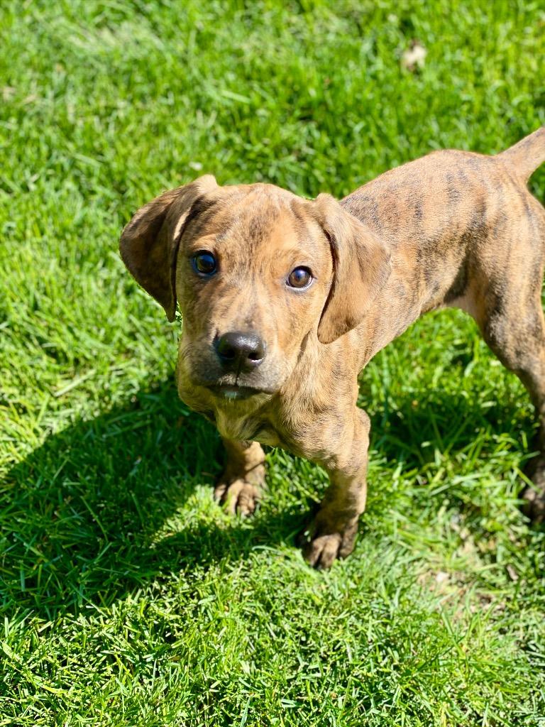Enlarge Matteo, a Adoptable mixed breed in Urbandale, IA image 4/4