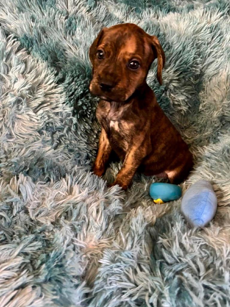 Matteo, Adoptable, Puppy Male Boxer & Mixed Breed.