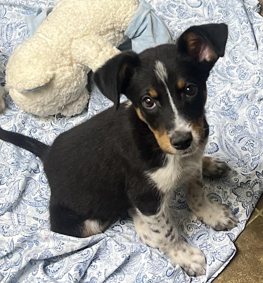 Bear, a ADOPTABLE mixed breed in Los Angeles, CA image 3/5