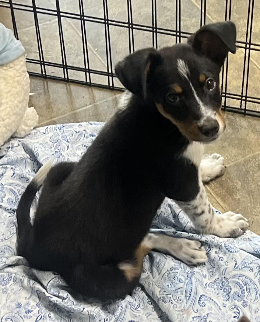 Bear, a ADOPTABLE mixed breed in Los Angeles, CA image 5/5
