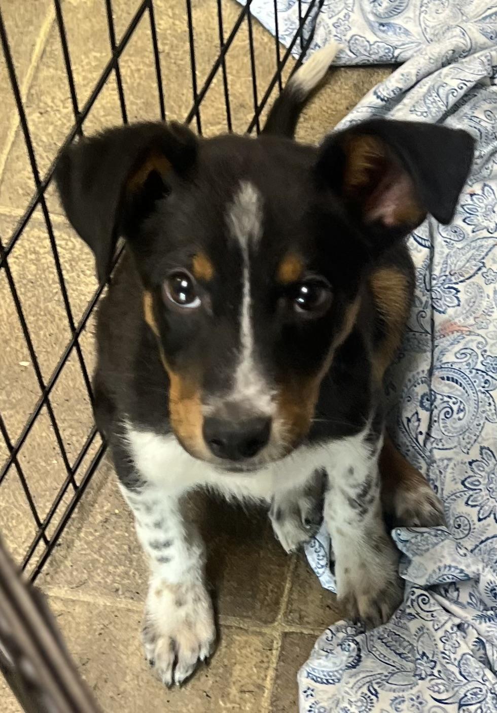 Bear, a ADOPTABLE mixed breed in Los Angeles, CA image 2/5
