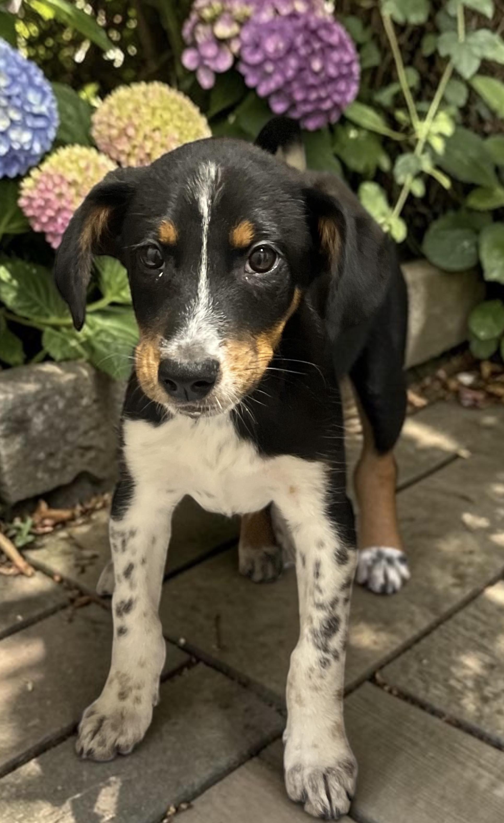 Bear, a ADOPTABLE mixed breed in Los Angeles, CA image 1/5