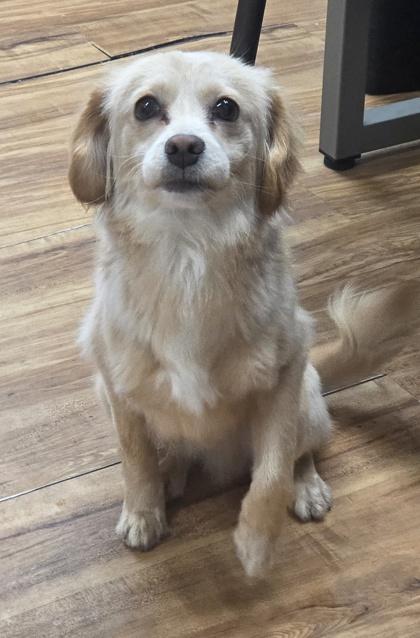 Enlarge Carter, a Adoptable mixed breed in Malvern, PA image 1/2