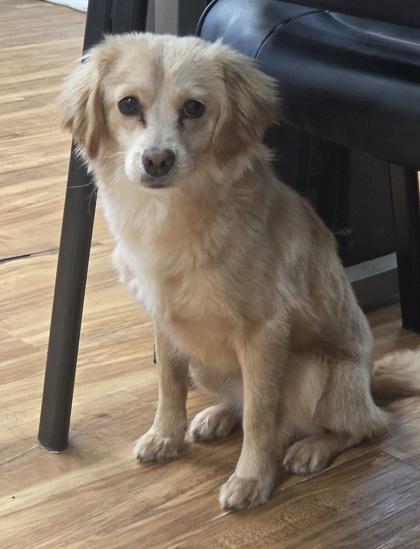 Enlarge Carter, a Adoptable mixed breed in Malvern, PA image 2/2