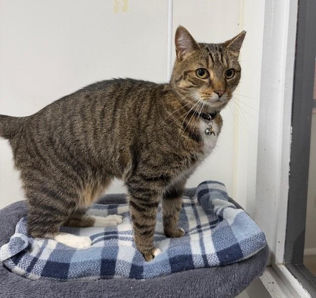 Bo, Adoptable, Adult Male Domestic Short Hair.