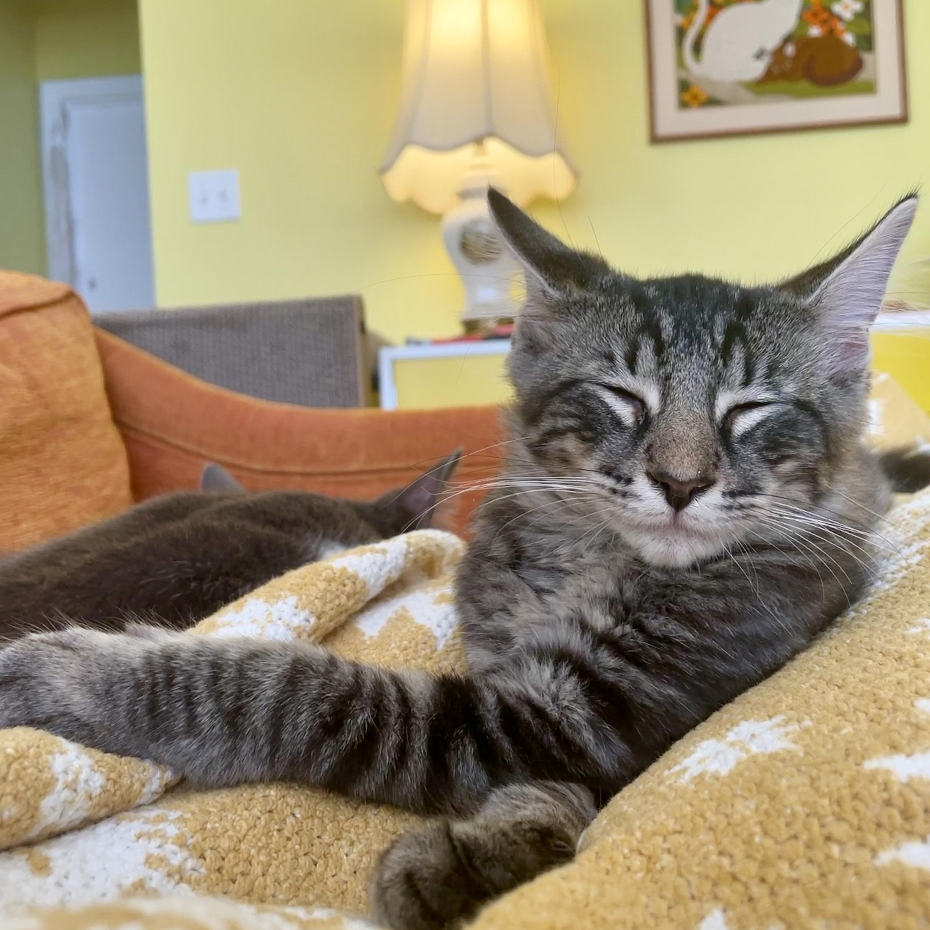 Enlarge Cassian, a Adopted Domestic Medium Hair in Chicago, IL image 6/6