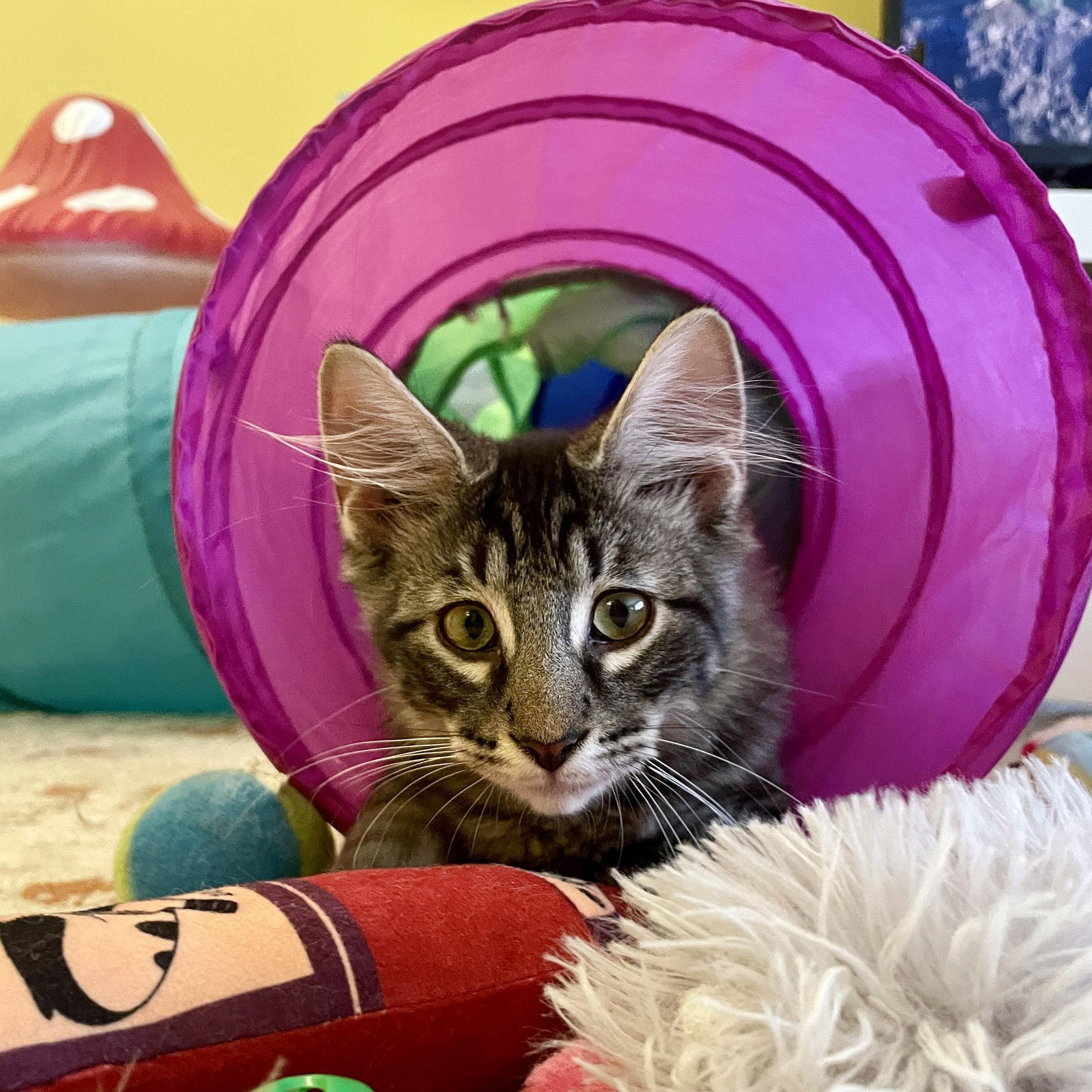 Cassian, Adopted, Kitten Male Domestic Medium Hair.