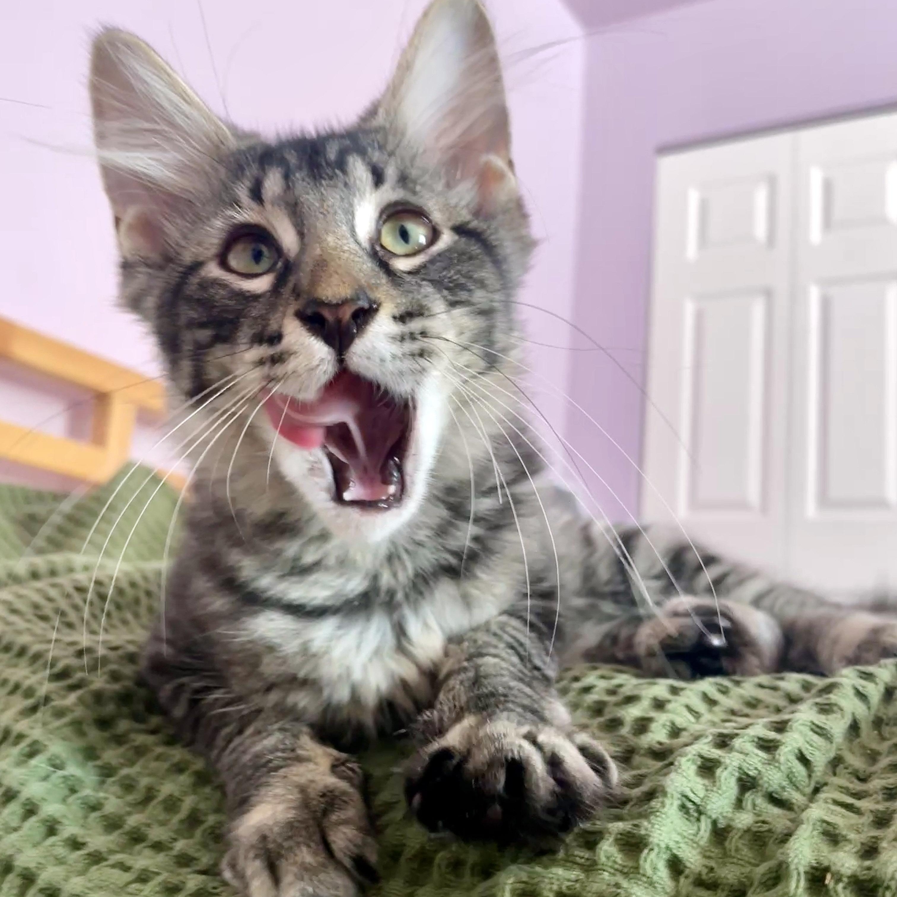 Enlarge Cassian, a Adopted Domestic Medium Hair in Chicago, IL image 3/6
