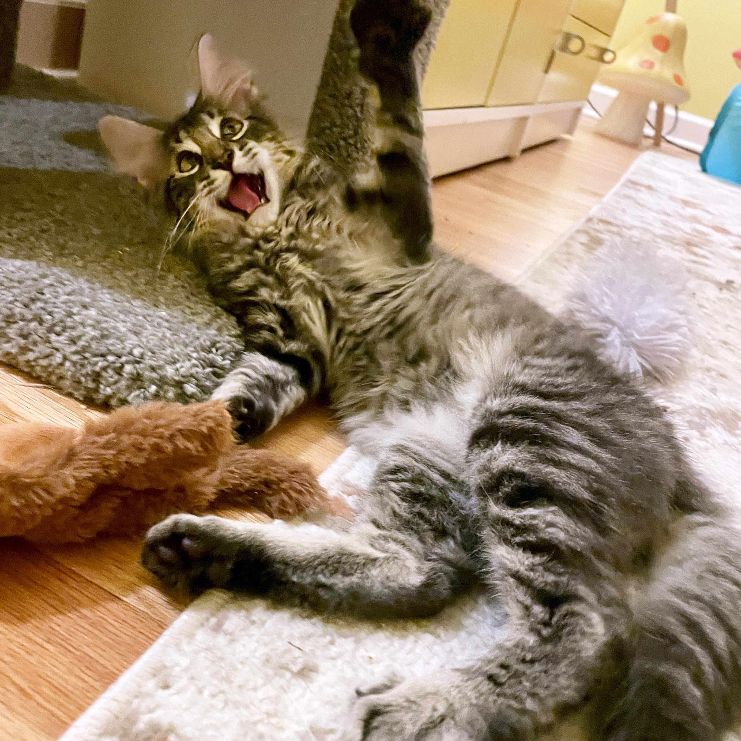 Enlarge Cassian, a Adopted Domestic Medium Hair in Chicago, IL image 2/6