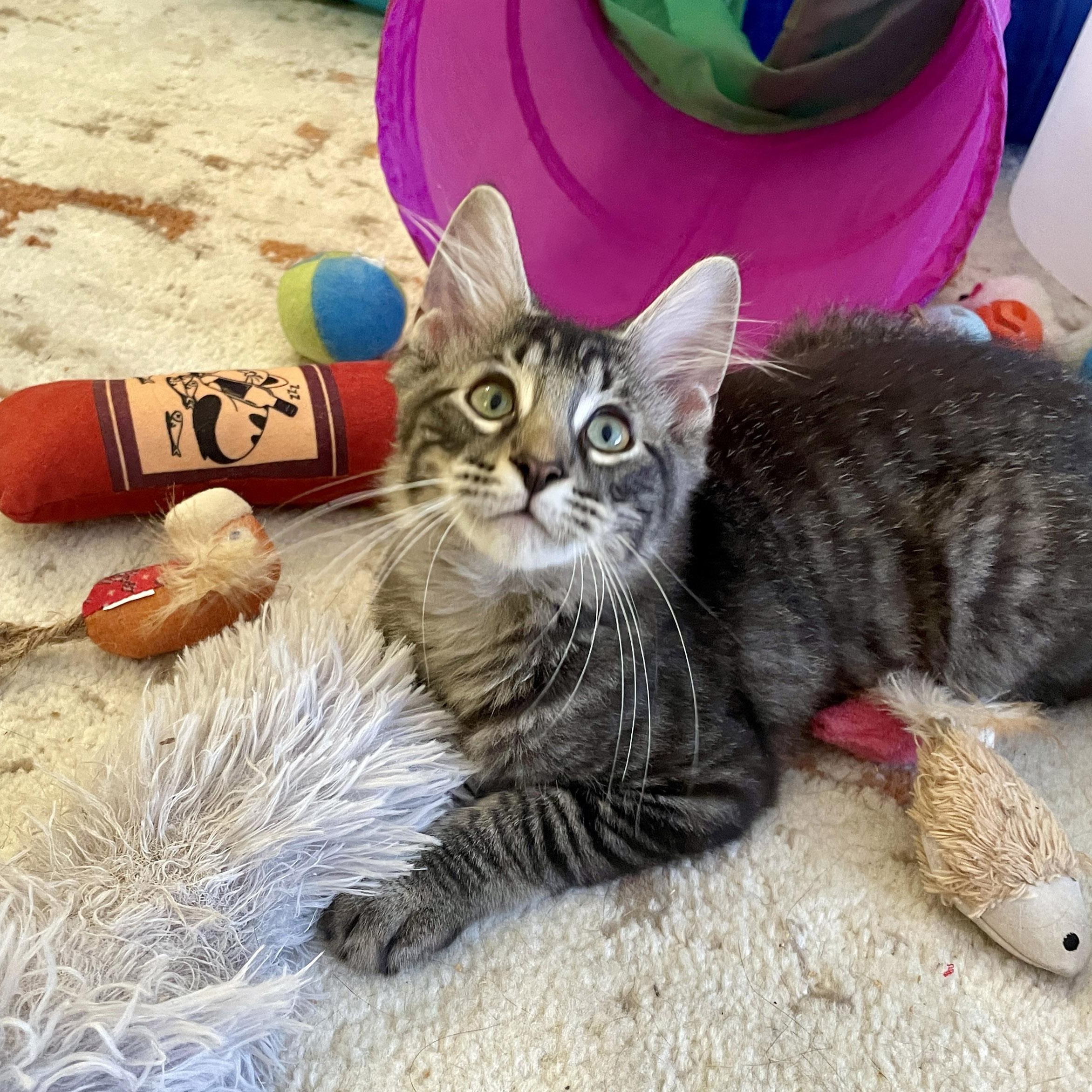 Enlarge Cassian, a Adopted Domestic Medium Hair in Chicago, IL image 4/6