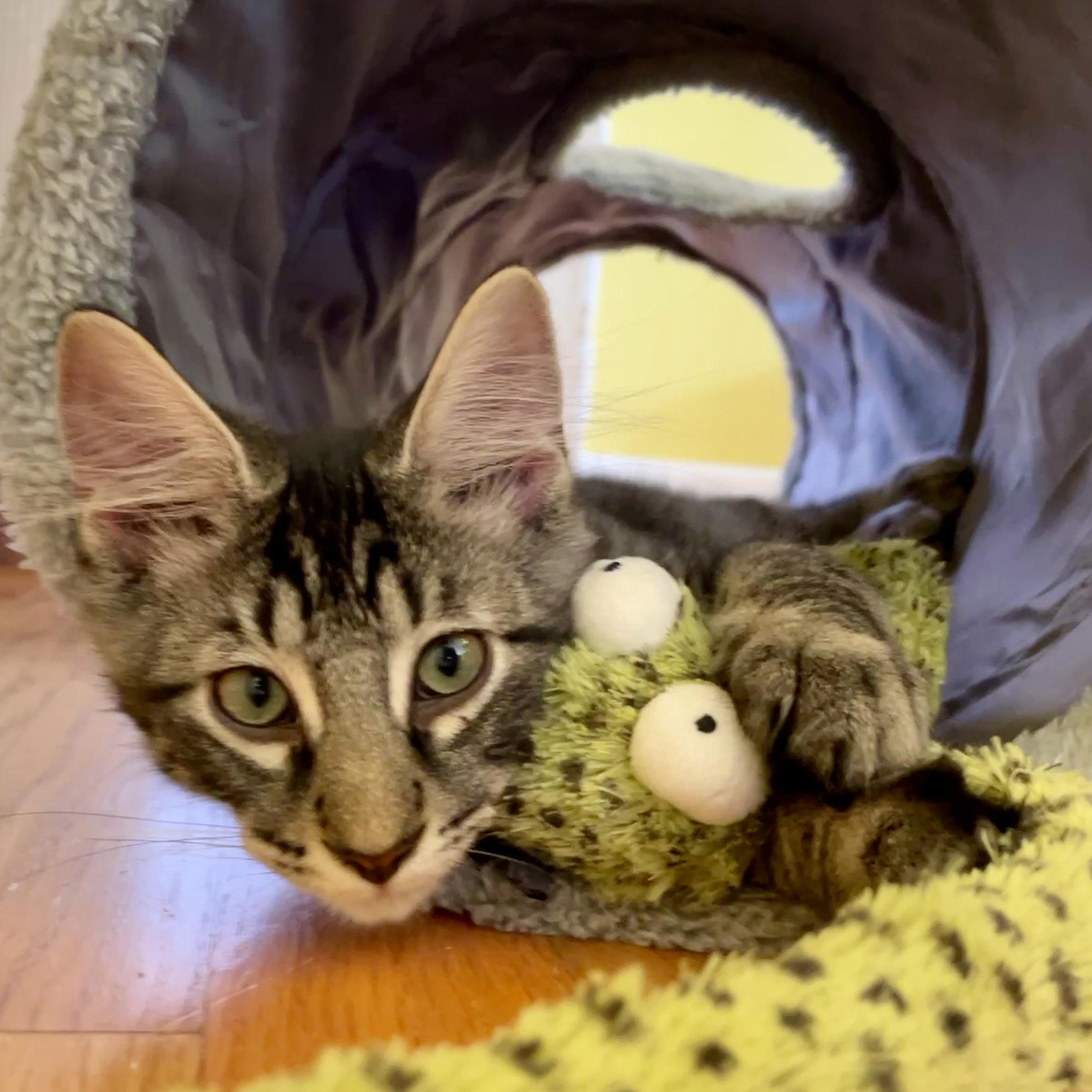 Enlarge Cassian, a Adopted Domestic Medium Hair in Chicago, IL image 5/6