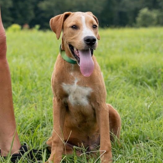 Biscuit-Sponsored Adoption