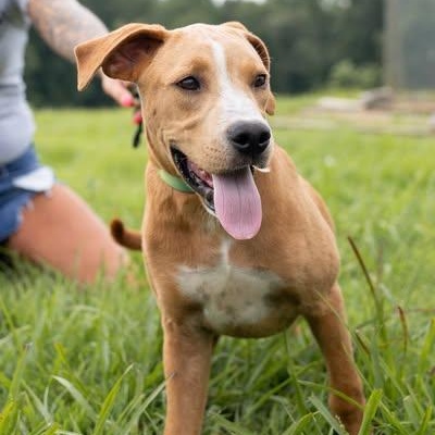 Biscuit-Sponsored Adoption